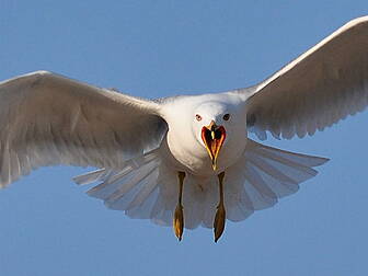 VIDEO: 'Seagulls are a thr...
